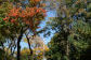 Fall Foliage in NYC Parks