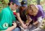 The team tags an eaglet