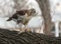 Red-tailed hawk