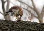 Red-tailed hawk and prey