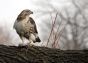 Red-tailed hawk