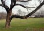 Red-tailed hawk in tree