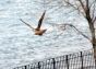 Red-tailed hawk