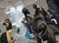 A dog poses with an ice sculpture