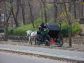 Horse & Carriage