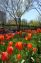 65182 04-30-03 Stuyvesant Sq Park Tulips 5.jpg