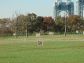 Randall's Island Driving Range