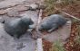 East River Park Seals