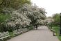 A Tree-Lined Path