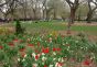 Flowers in Tompkins Square Park