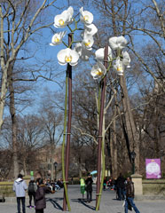 Isa Genzken, Two Orchids, photo by NYC Parks